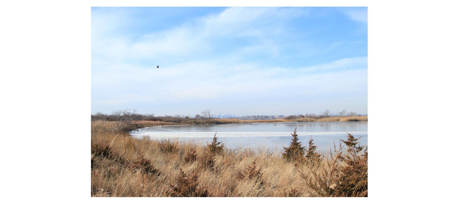 Living Shoreline: The project successfully created 9 new acres of tidal wetland and restored over 14 acres of habitat.